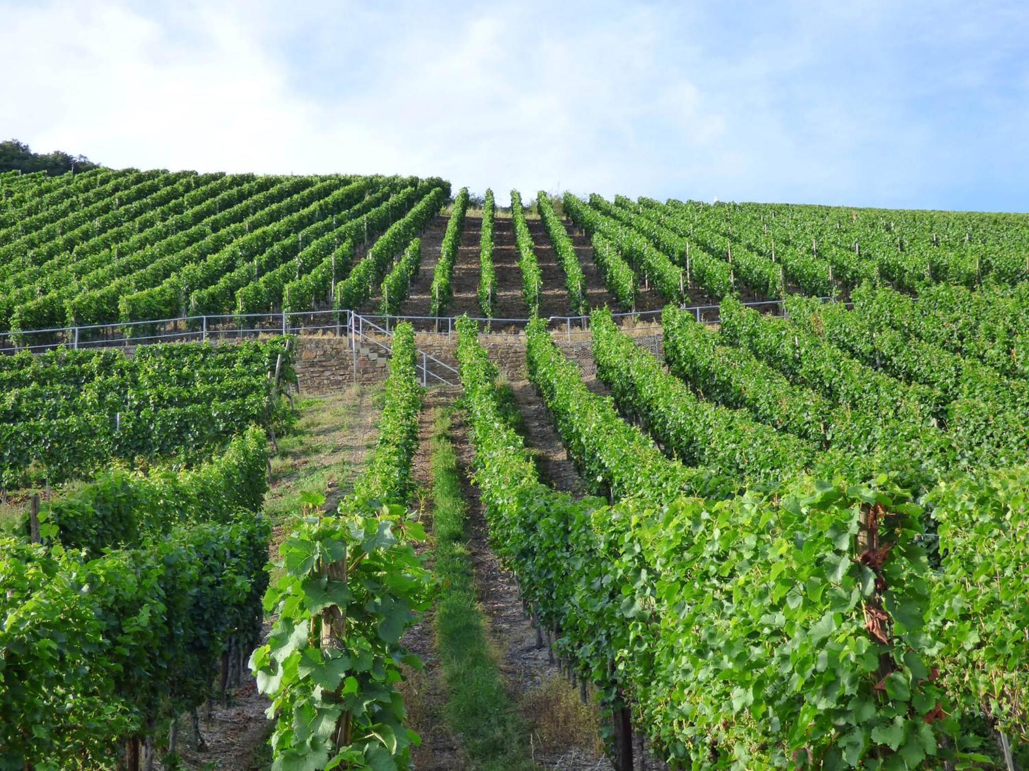 Relaxen Im Weindorf Mayschoss Fewo 4 Exterior foto
